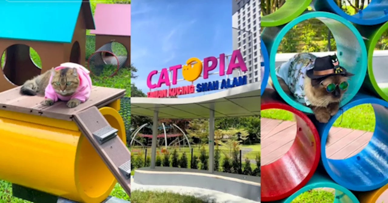 MBSA Perkenal Taman Rekreasi Kucing ‘Catopia Shah Alam’, Kini Dibuka Untuk Orang Ramai