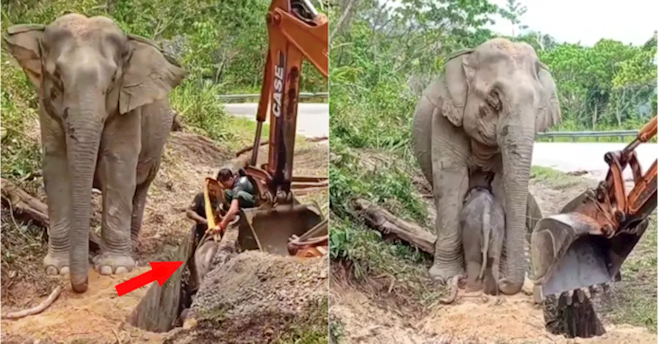 [VIDEO] Netizens Thank PERHILITAN For Helping Baby Elephant Out Of A Drain In Kelantan