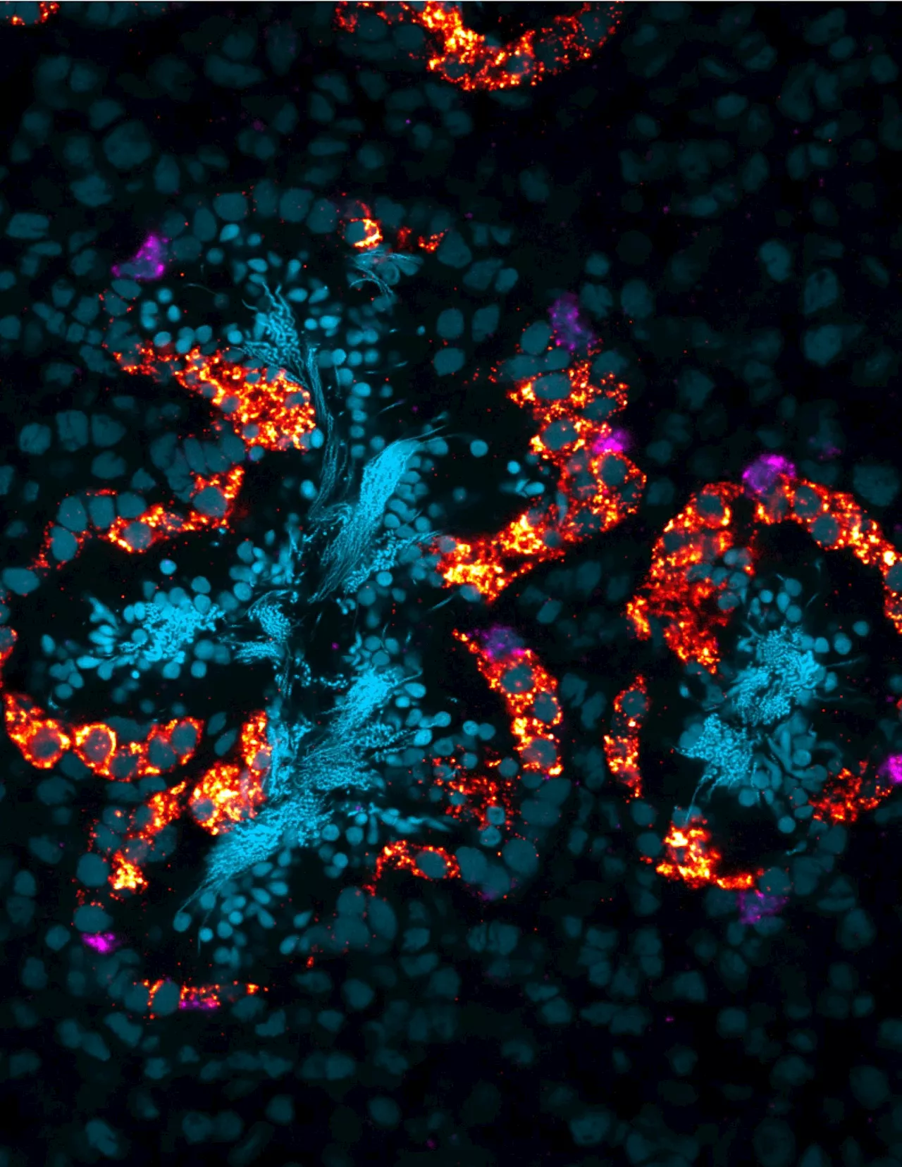 The Hidden Roles of Dopamine and Serotonin: Scientists Solve Monoamine Mystery