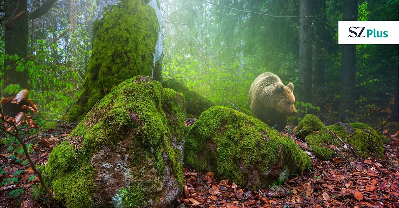 Rumänische Karpaten: Wo die wilden Bären wohnen