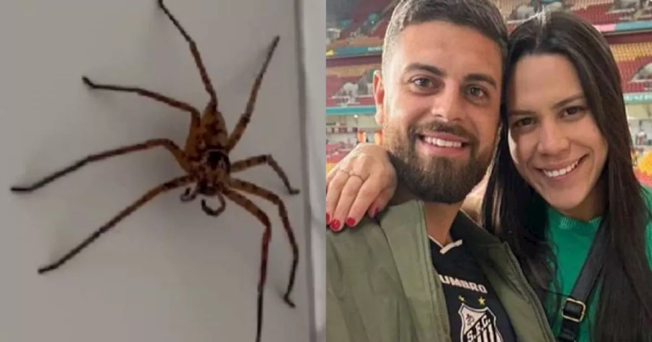 'Batismo aconteceu': Casal de brasileiros encontra aranha ‘gigante’ em banheiro na Austrália