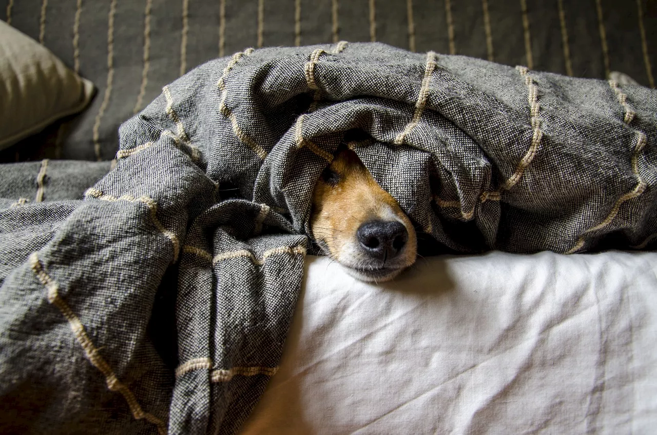 Dog behaviour: Why your dog prefers your PJs to their own bed