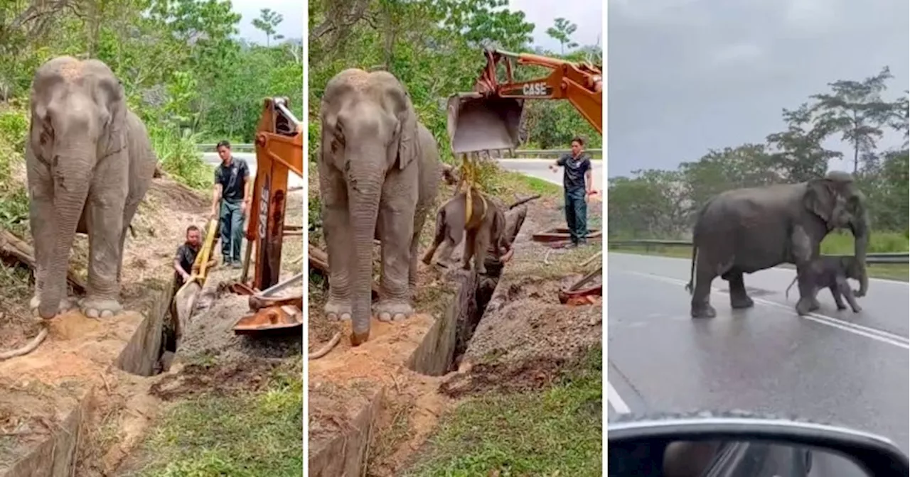 Elephant Mother Waits Patiently as Perhilitan Helps Rescue its Child Stuck in a Longkang in Kelantan