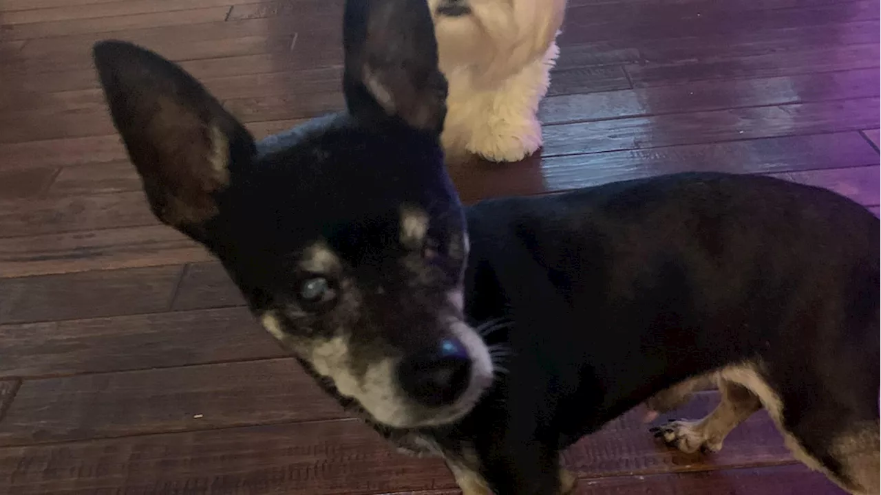 Fur Baby Friday: Meet Drew, the senior blind Chihuahua who just wants to be loved