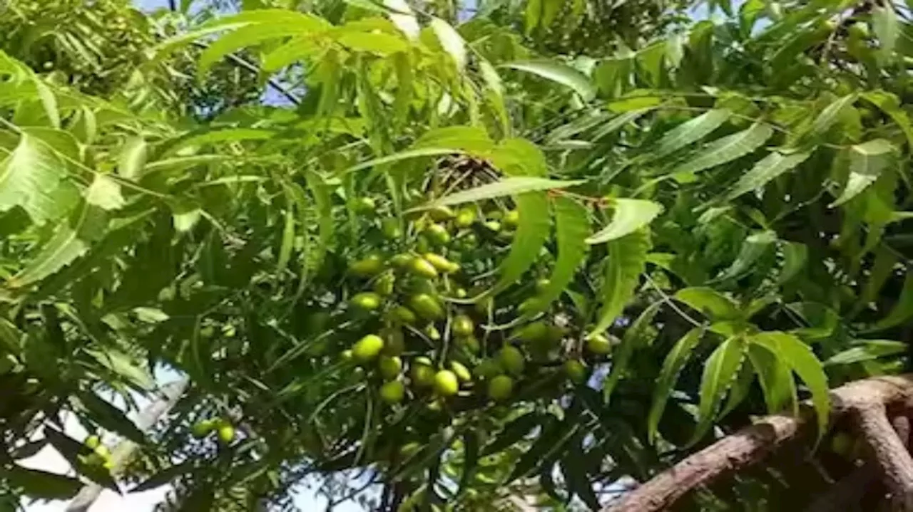 ಎರಡು ಬೇವಿನ ಎಲೆಯನ್ನು ಒಂದು ತಿಂಗಳವರೆಗೆ ನಿತ್ಯ ಸೇವಿಸಿ!ಈ ರೋಗಗಳು ಹೇಳ ಹೆಸರಿಲ್ಲದೆ ಮಾಯವಾಗುವುದು