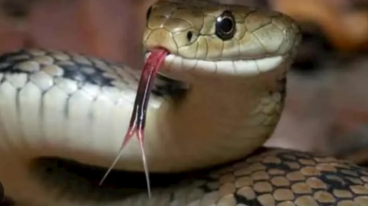 Snake bite: ఇదేక్కడి విడ్డూరం..వ్యక్తిని కాటు వేసి.. చనిపోయిన పాము.. అసలు కథ మాములుగా లేదుగా..