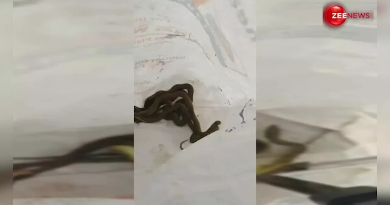 Snake Viral Video: Plastic के कट्टे में थी सांप की पूरी Family, दिल थाम कर देखिएगा ये वीडियो