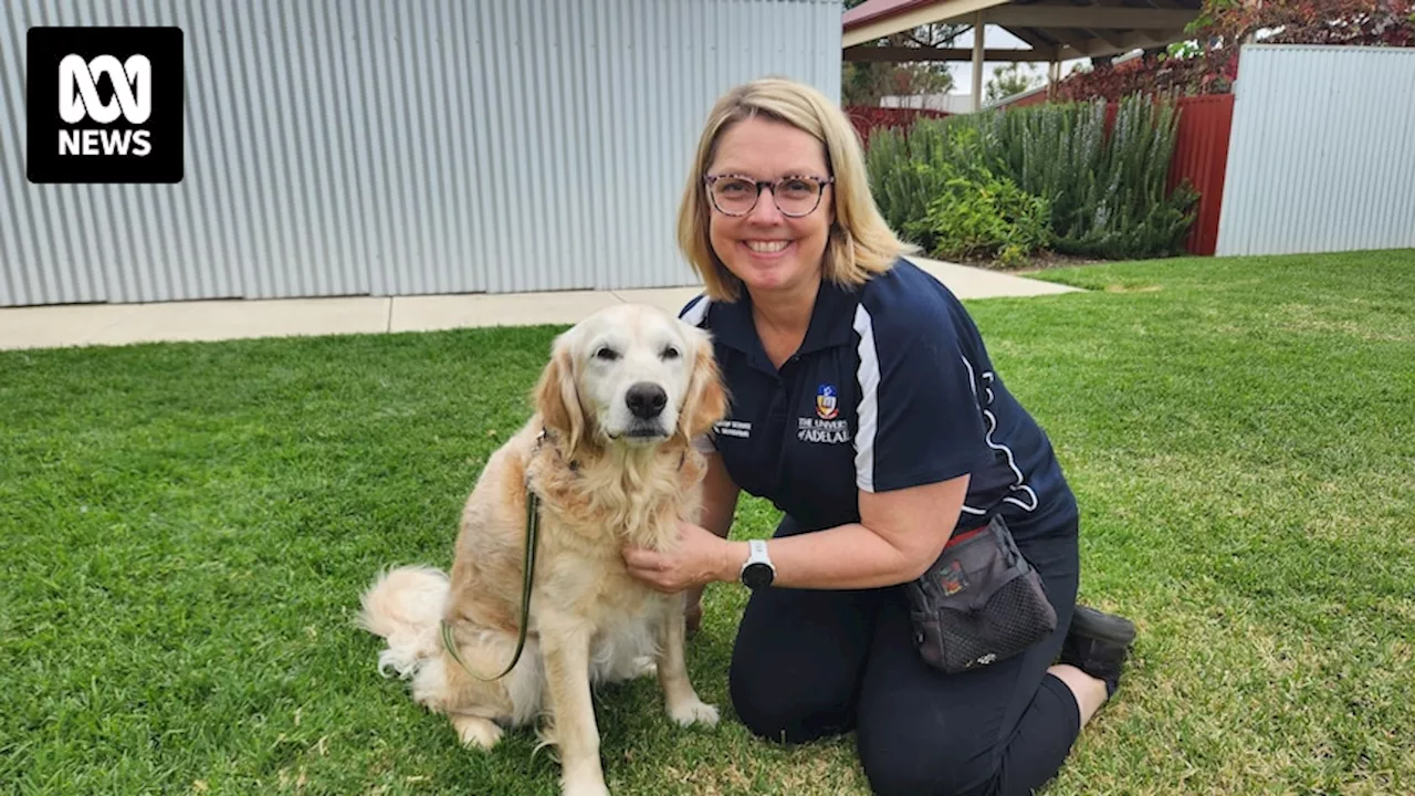 New study of canine cognitive decline and dementia could help teach old dogs new tricks