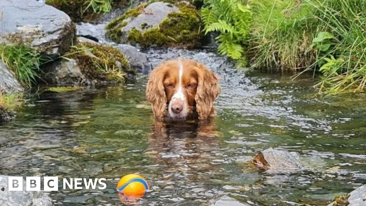 Upper Wharfedale rescue team save leader's dog after snake bite