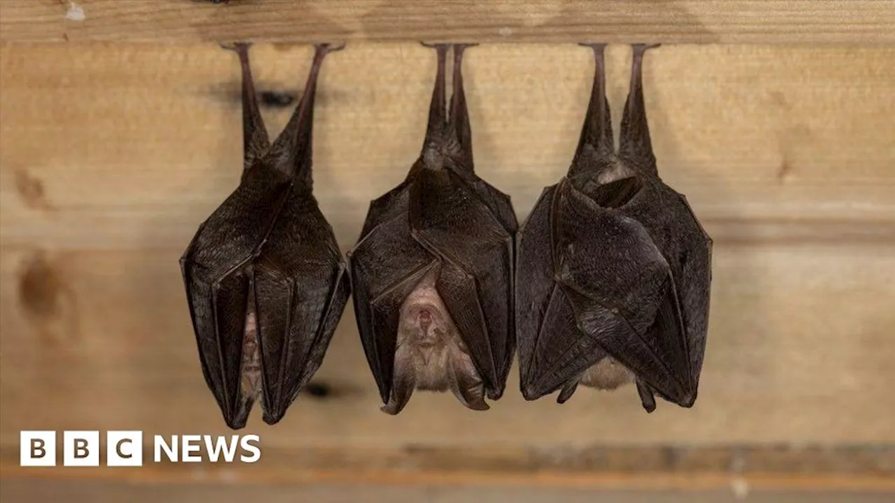 Bats have complex social lives, University of Chester researchers say