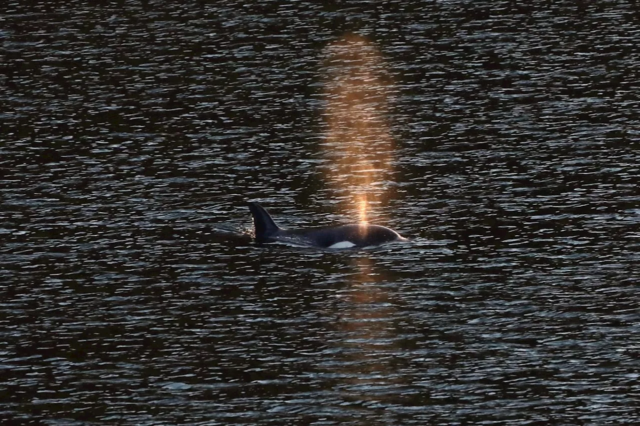 Whale researcher says orphan orca 'likely' seen off Vancouver Island at Friendly Cove