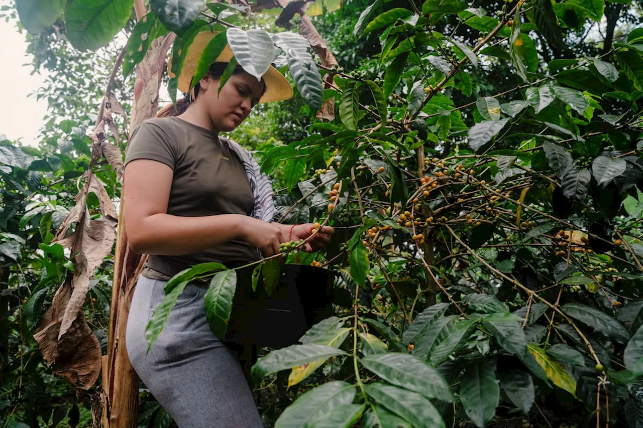 Precio café HOY 5 de julio en Colombia: valor oficial de carga de 125 kg, según la FNC