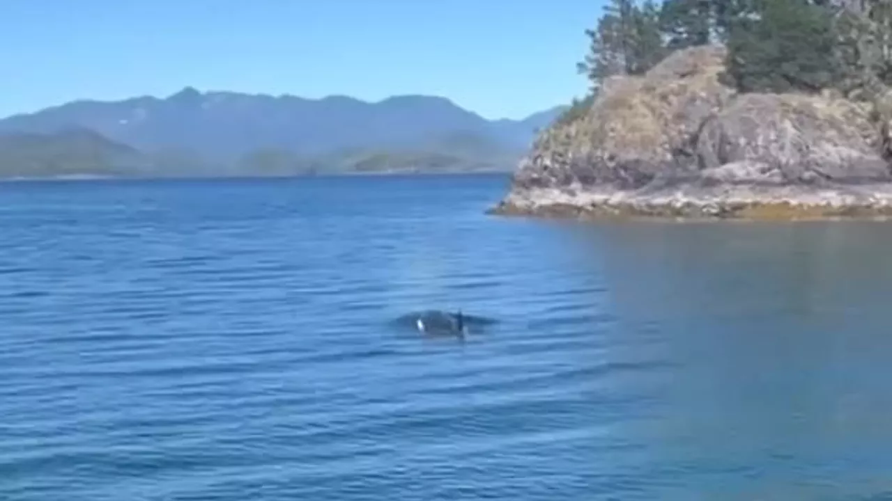 Video shows first potential sighting in months of orca calf that was stranded in Island lagoon