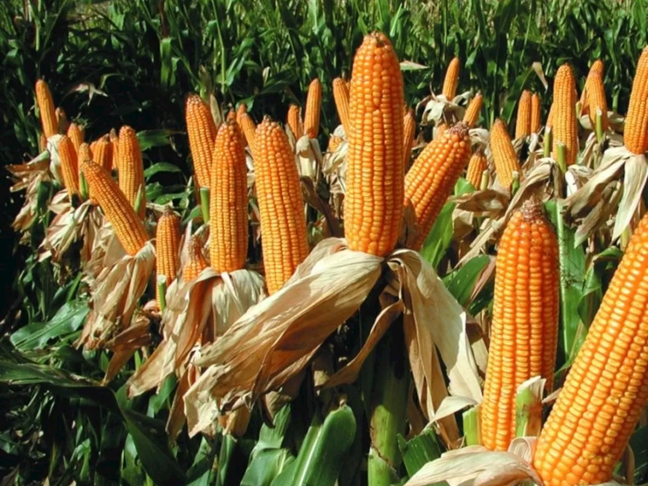 Maíz: claves para lograr una buena campaña y abrirse paso entre la chicharrita y La Niña