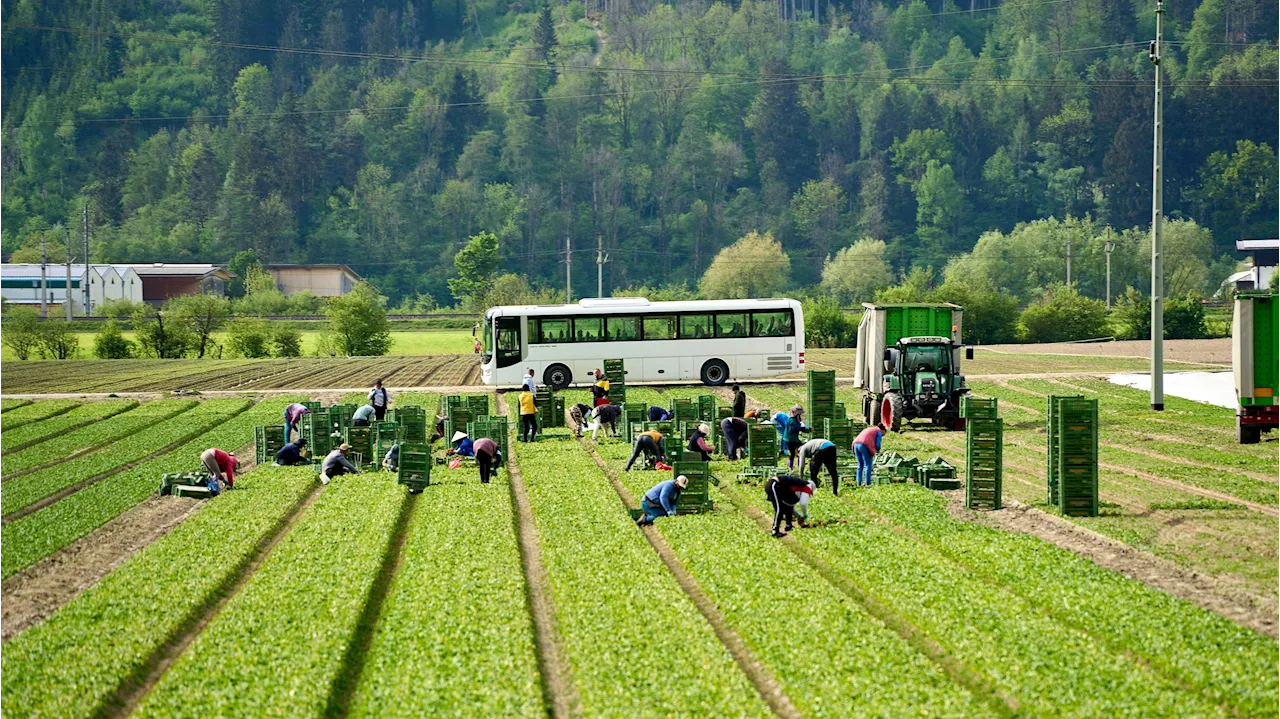 Erntehelfer verblute elendig – Brutalo-Bauer im Häfn