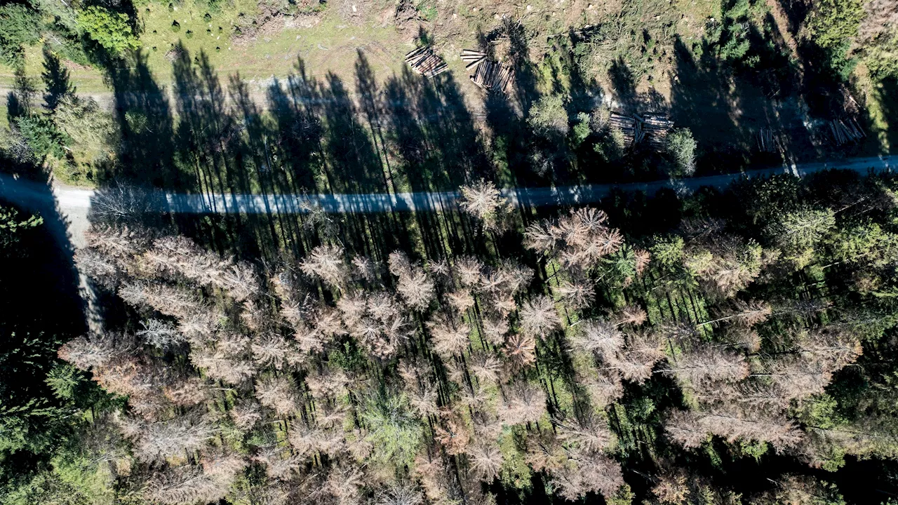 Wälder durch Schädlinge und Klimawandel bedroht