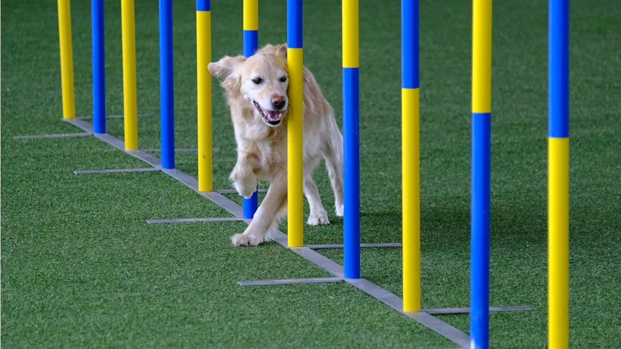 Nation's top canines coming to San Antonio for dog show competition