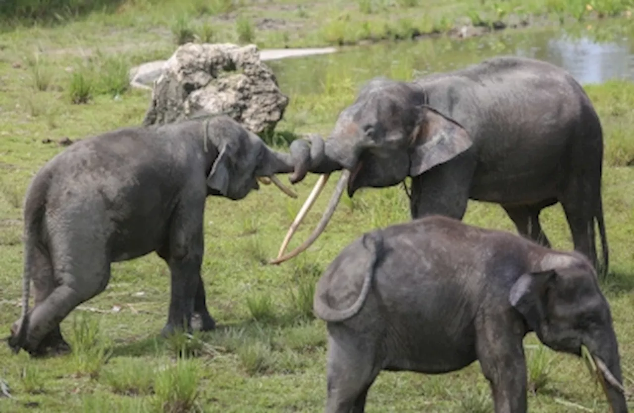 MPOGCF and conservation efforts of the Bornean Pygmy elephant in Sabah — Daniel Pamin