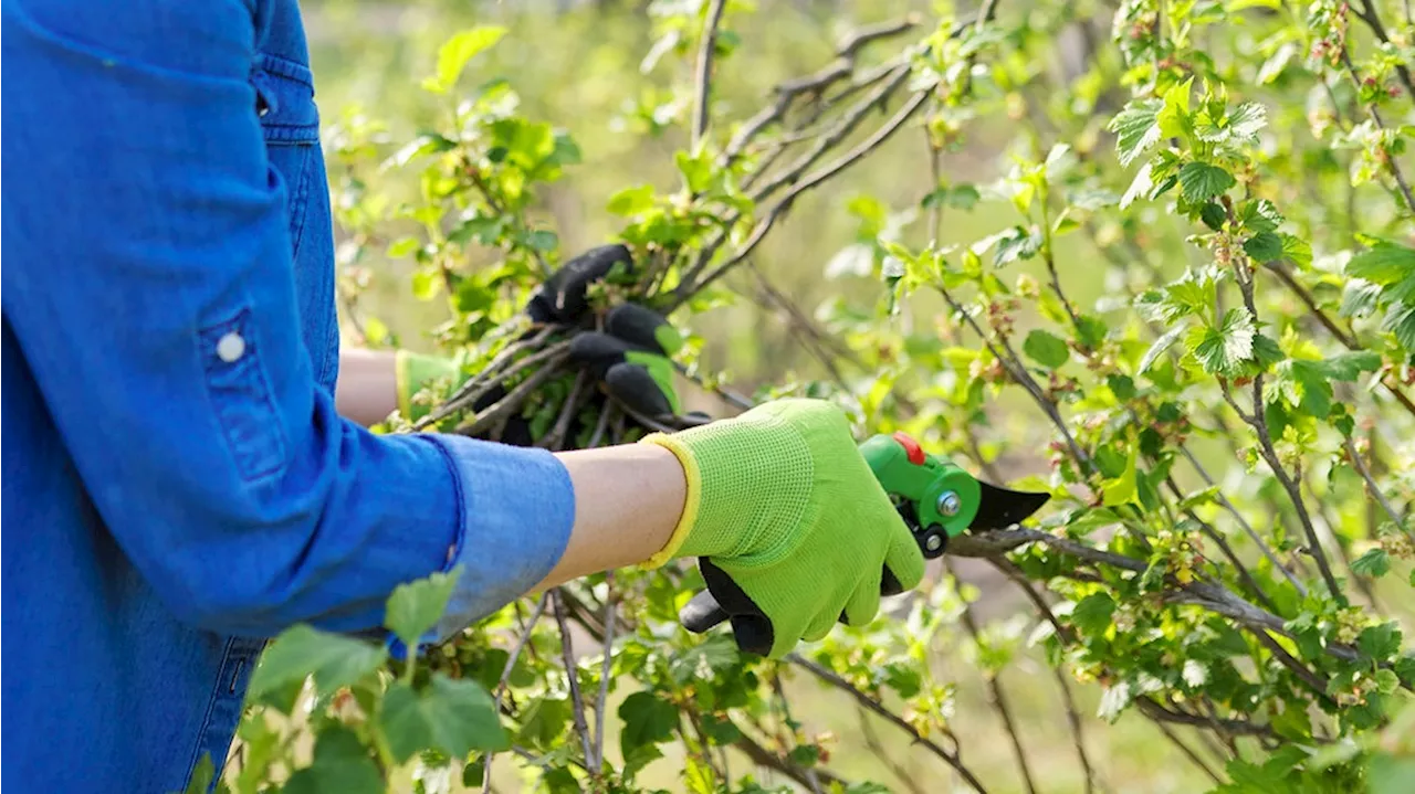 Johannisbeeren schneiden: So geht es richtig