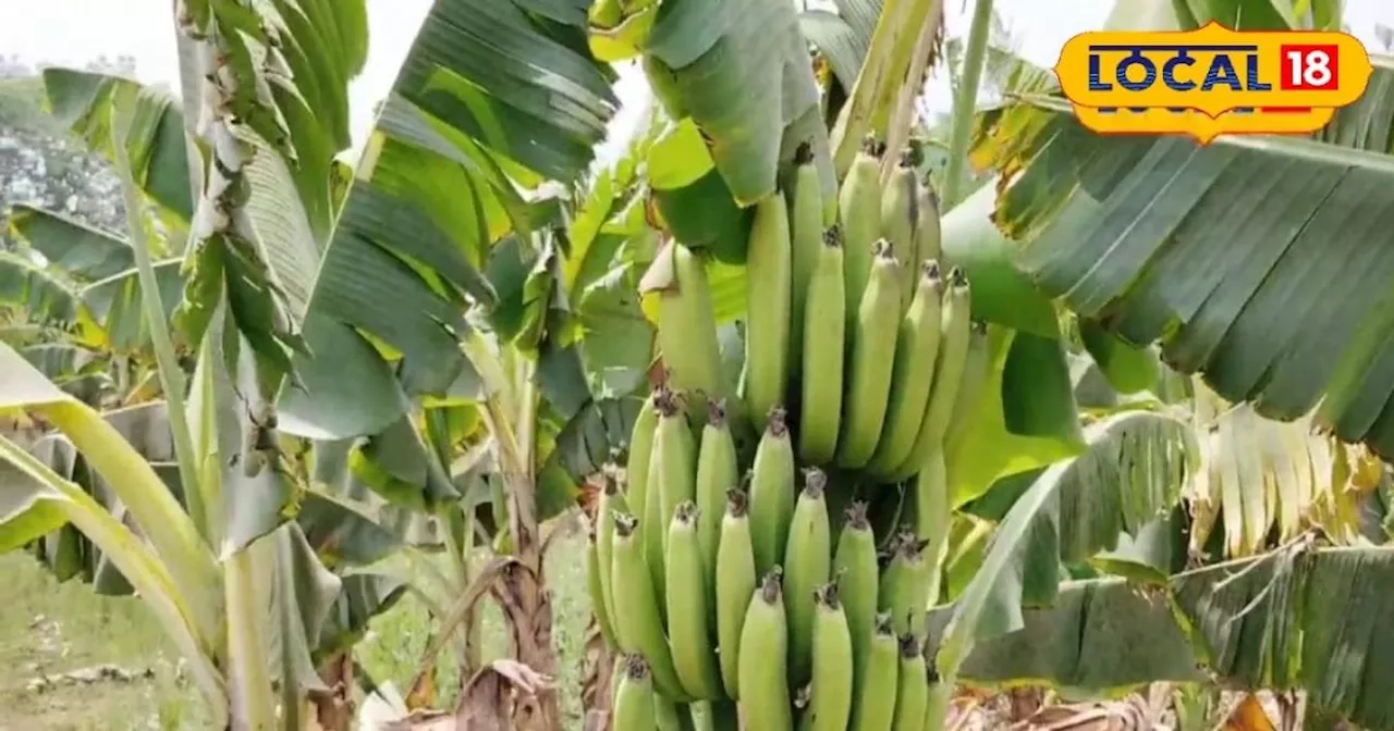 Banana Farming: किसान इस तकनीक से करें केले की बागवानी, बढ़ा देगी मुनाफा, जानें वैज्ञानिक की सलाह