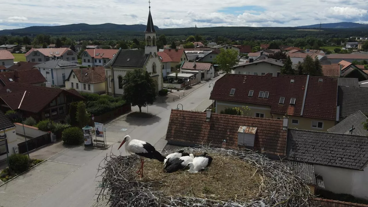 Exklusiver Videoblick ins Peischinger Jungstorchennest