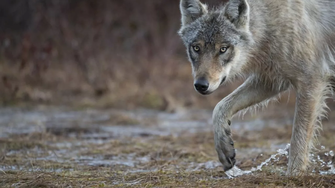 Hond in Leusden aangevallen en meegenomen, provincie vermoedt door wolf