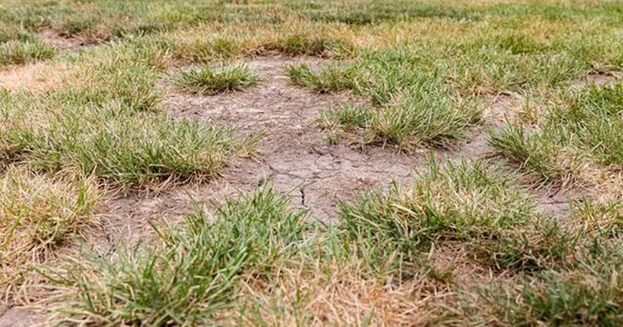 Gardening expert shares 'cheap' way to fix brown lawn patches