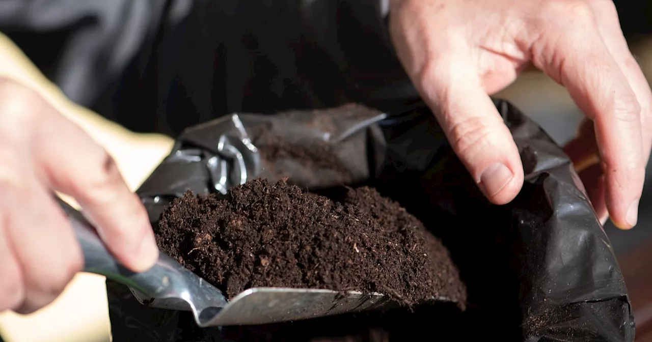 Warum ein Löhner Baumarkt auf Torf in der Blumenerde verzichtet