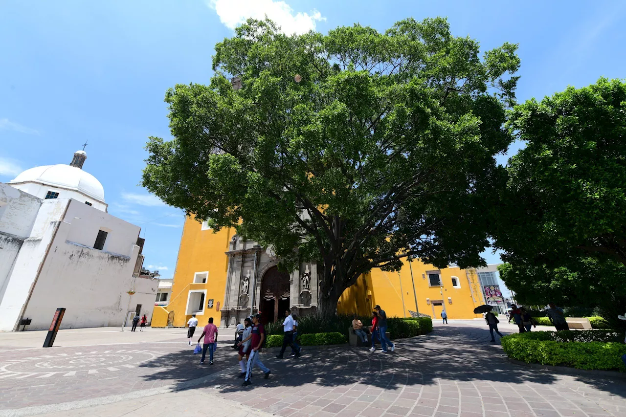 Los árboles monumentales de Irapuato buscan ser reconocidos y cuidados