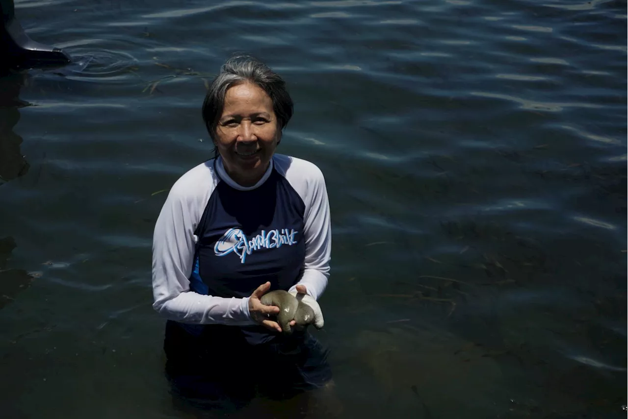 Filipino scientists lead cultivation of sea cucumbers in coastal areas