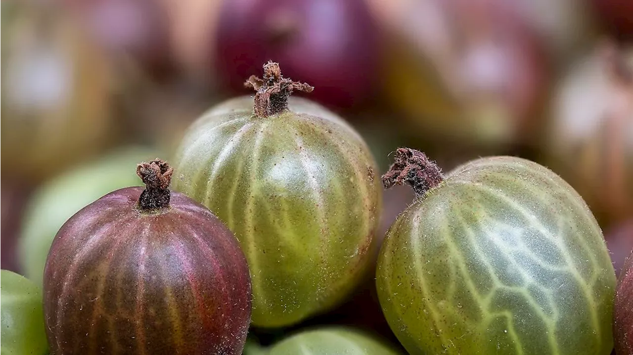 Warum Stachelbeeren beim Abnehmen helfen