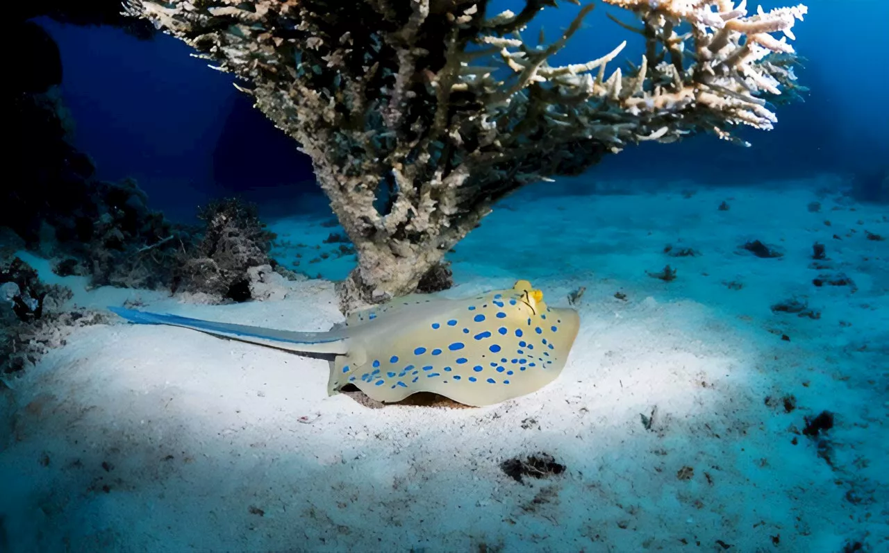 A Stunning New Blue: Mysterious Origin of the Ribbontail Ray’s Electric Blue Spots Revealed