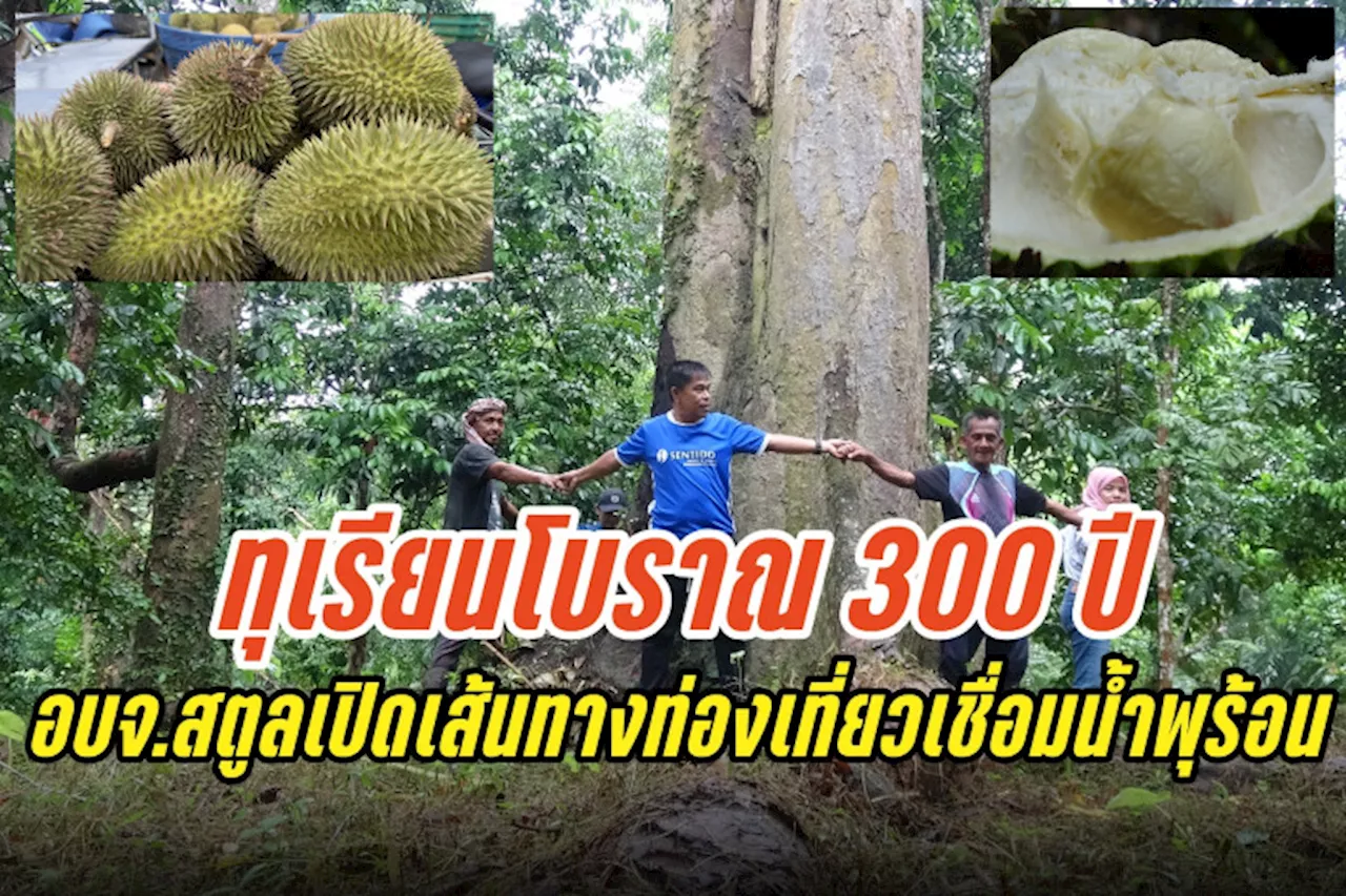 ทุเรียนโบราณ 300 ปี อบจ.สตูล เปิดเส้นทางท่องเที่ยวเชื่อมโยงบ่อน้ำพุร้อน