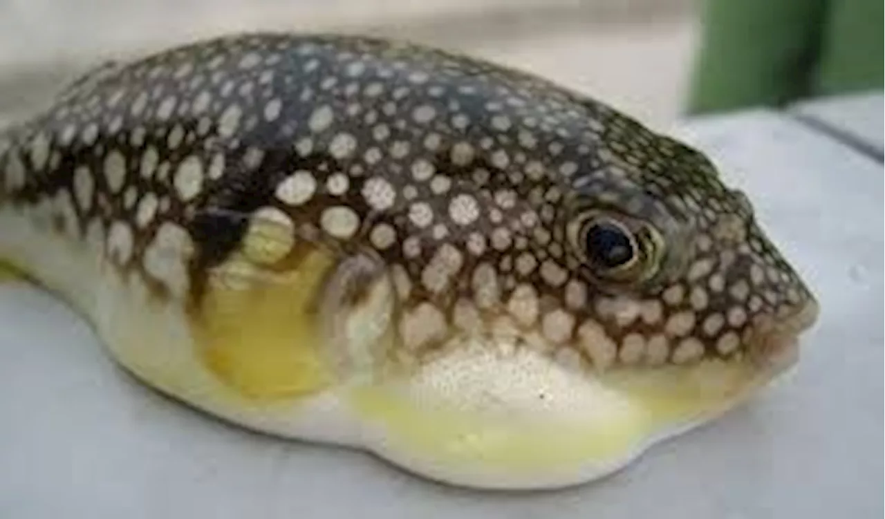 Cambodia reminds people not to eat pufferfish after seven people fall ill