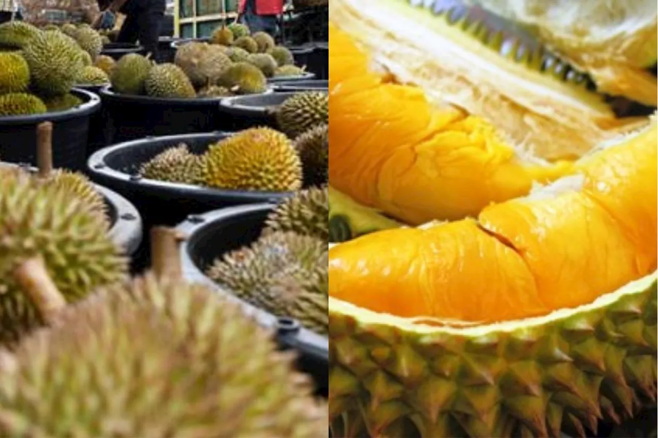 Exporting durians to China not affecting local prices, says Fama director