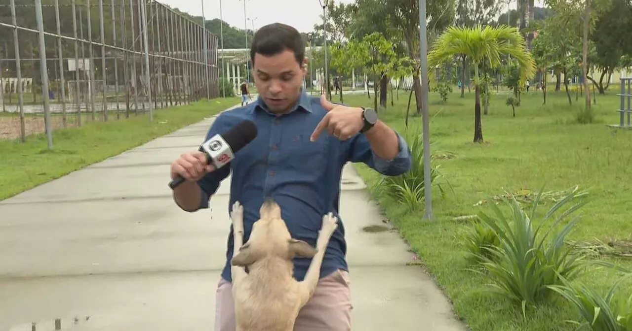 Cachorro caramelo invade transmissão ao vivo da Globo, morde fio e gera risos