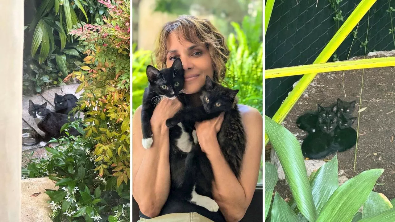 Actress Halle Berry takes a cat family under her wing