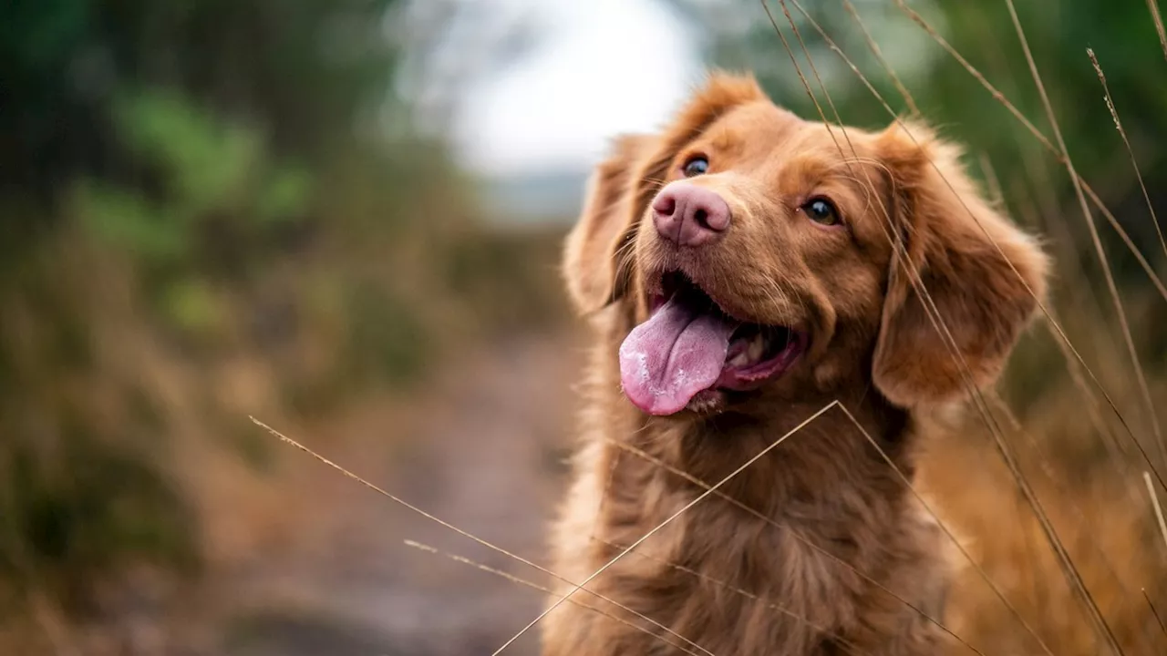 Hund als Haustier: Das kann sich auf die Psyche auswirken