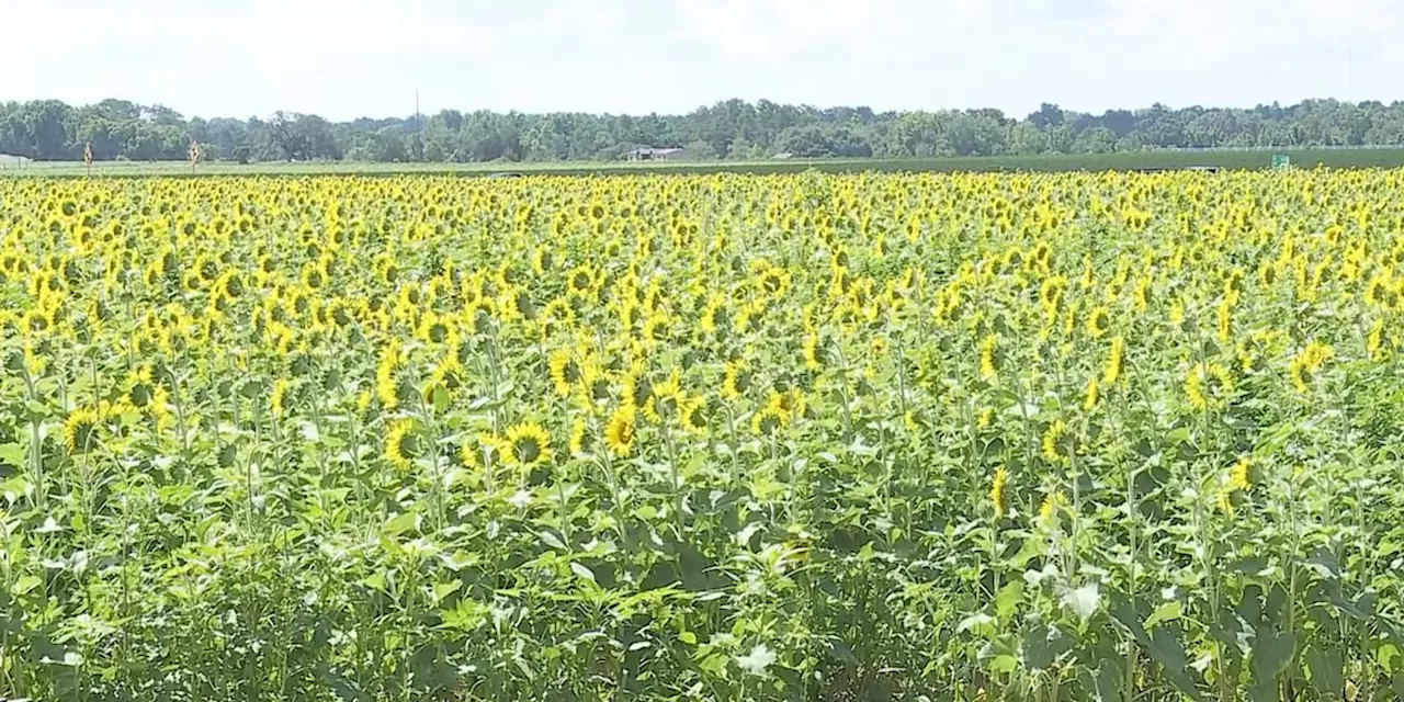 Headland’s popular sunflower field is bigger than ever