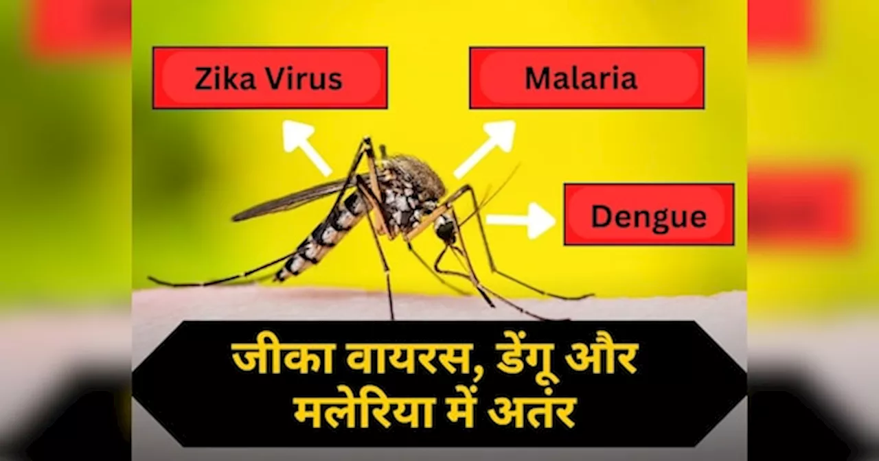 जीका वायरस, डेंगू और मलेरिया बुखार में क्या है अंतर? अच्छे से समझ लीजिए इसके लक्षण