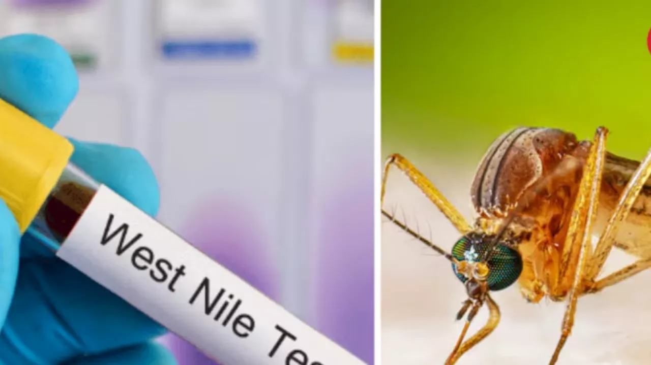 West Nile Fever: ആലപ്പുഴയിൽ വെസ്റ്റ് നൈൽ പനി സ്ഥിരീകരിച്ചു