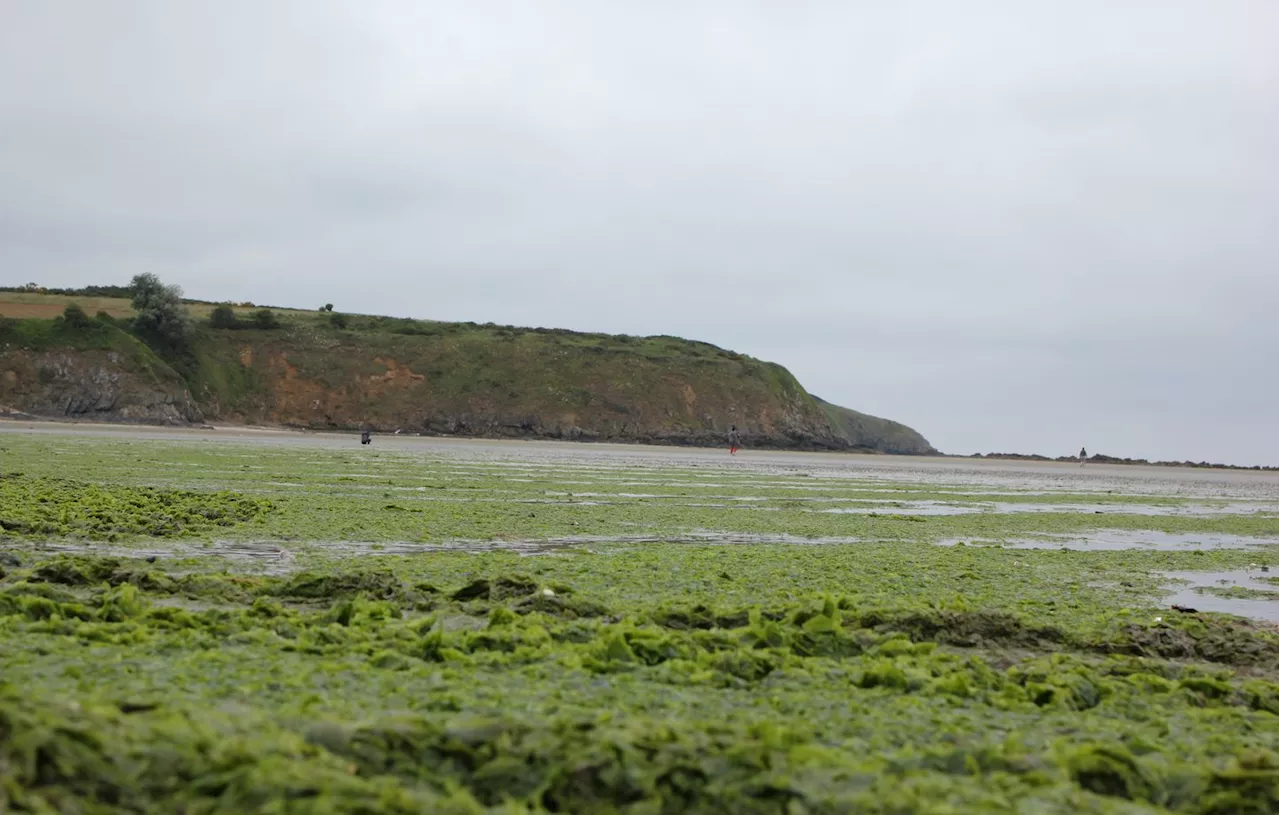 Bretagne : Nouvelle alerte aux algues vertes dans les Côtes-d’Armor