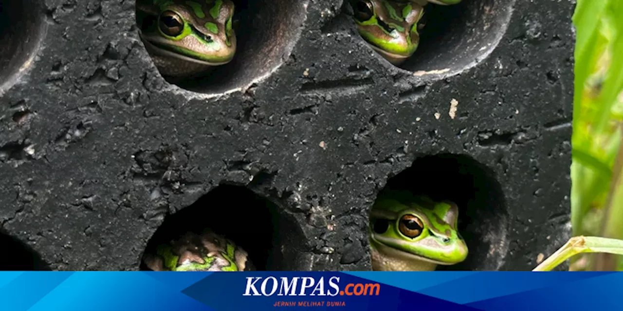 Ilmuwan Bangun Sauna untuk Katak, untuk Apa?