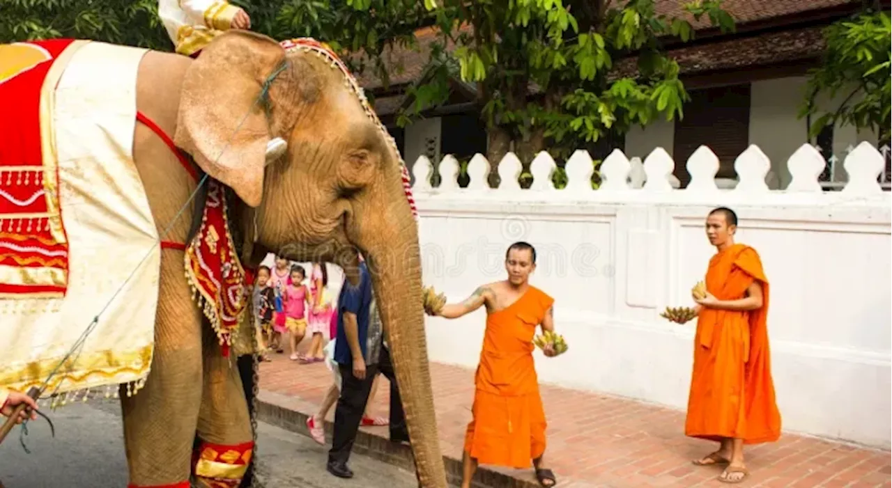 Sri Lanka pilgrims flee as elephant runs amok