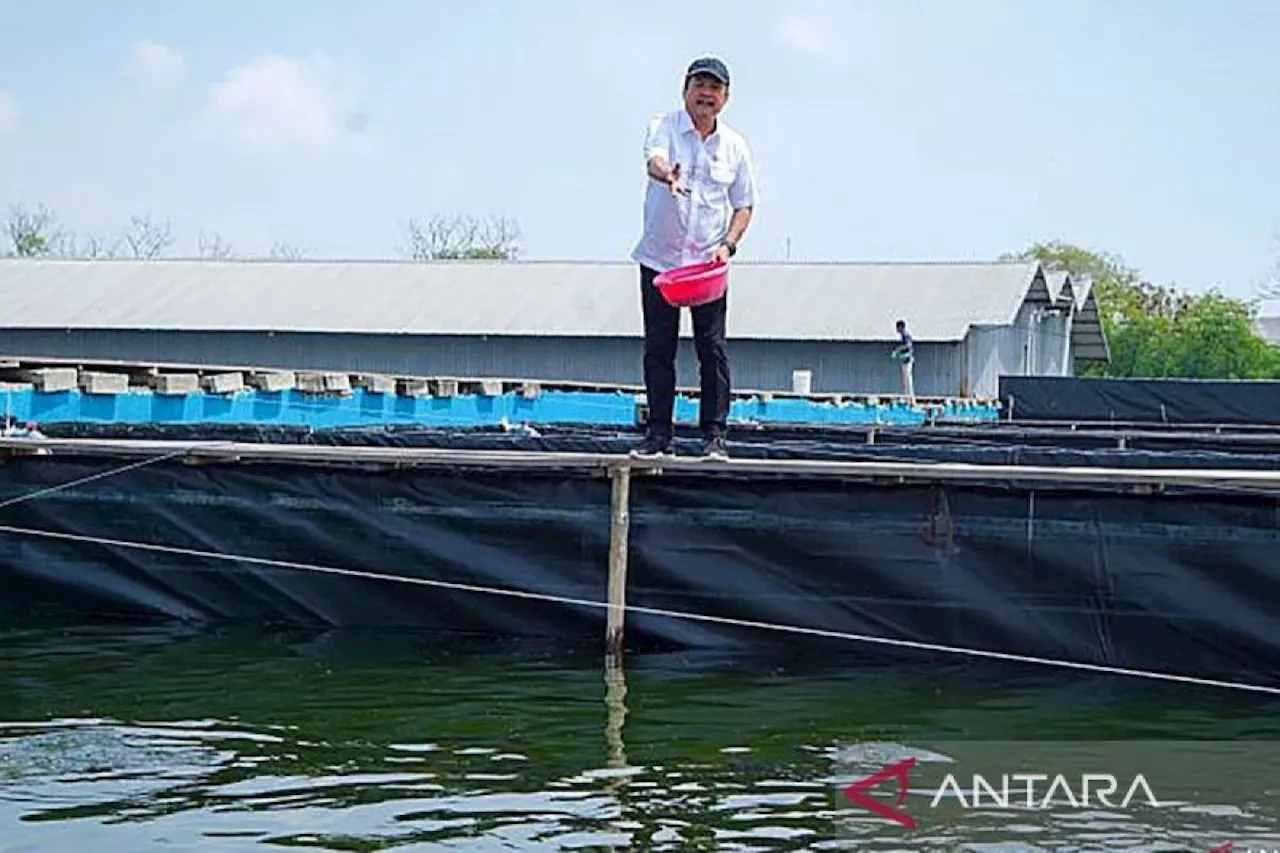 Mengolah lahan mangkrak jadi tambak nila salin ramah lingkungan