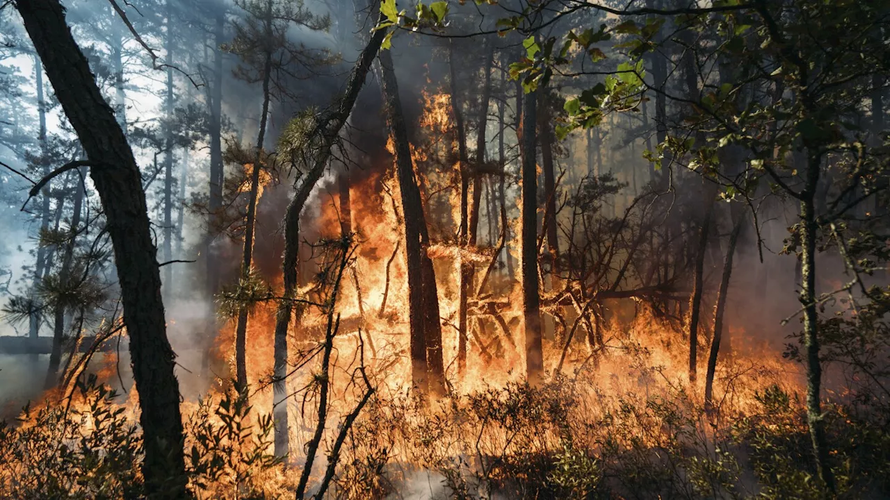 New Jersey forest fire that was sparked by fireworks is 75% contained