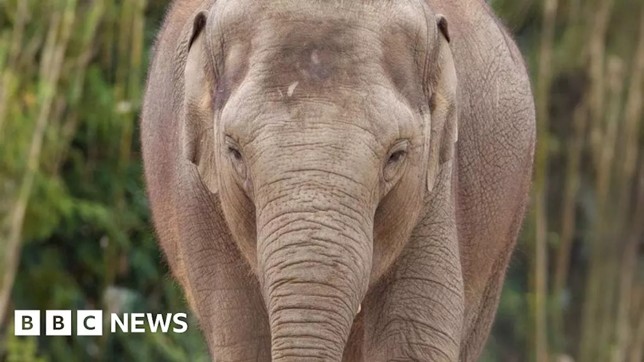 Second elephant dies from virus at Dublin Zoo