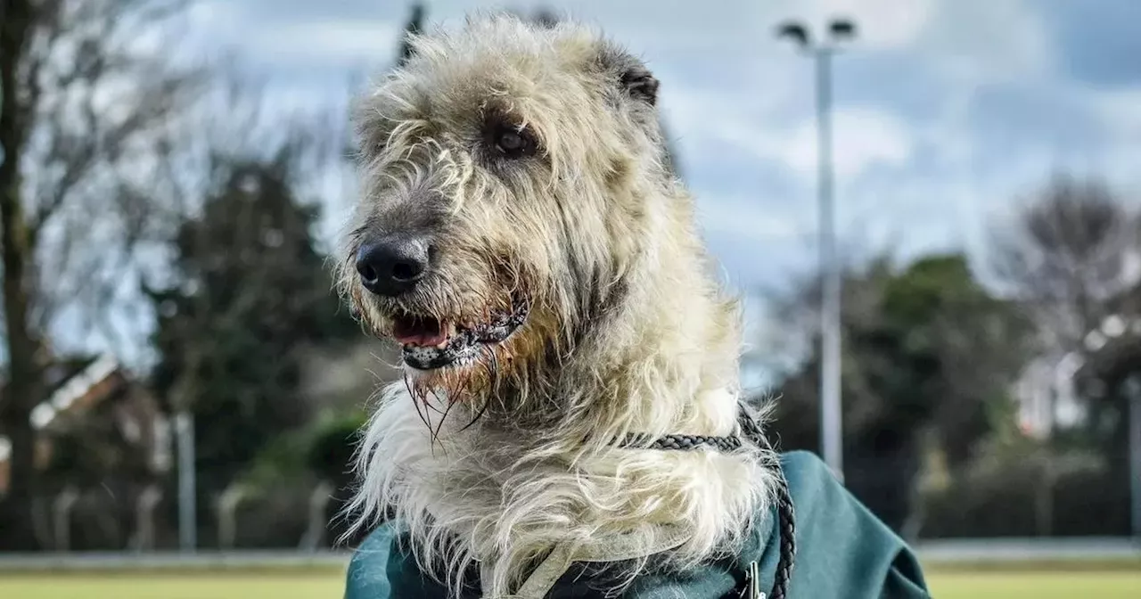 Ireland's favourite soldier, Irish Wolfhound Brian Boru X, has passed away