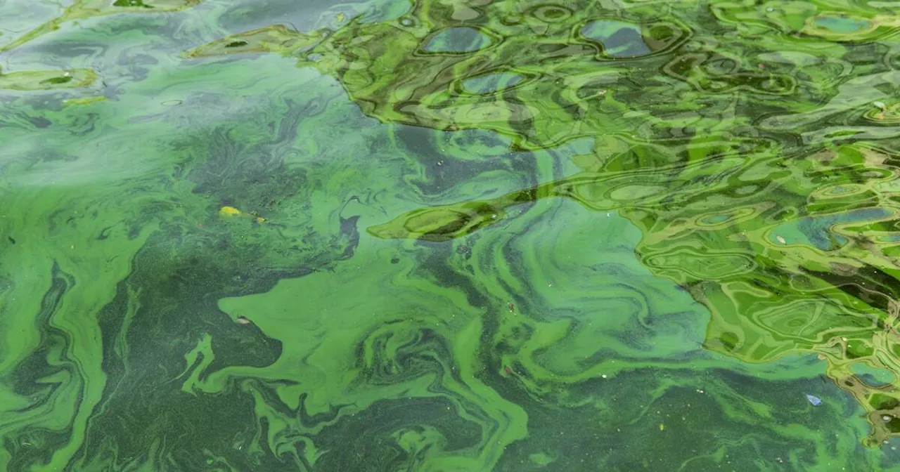 This Ontario beach keeps shutting down every summer due to toxic algae