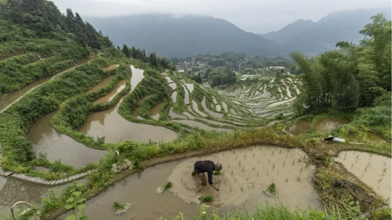 Extreme Weather Poses Risks for Chinese Crops, Power Over Summer